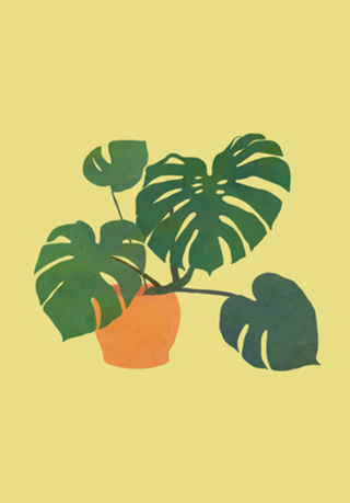 Monstera interior plant blonde