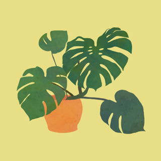 Monstera interior plant blonde