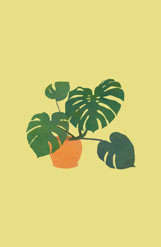 Monstera interior plant blonde