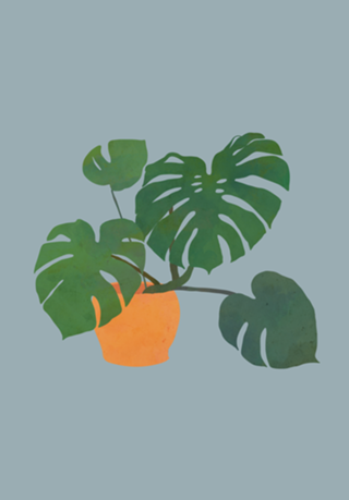 Monstera interior plant stone