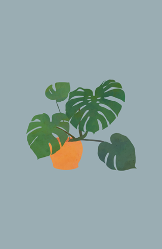 Monstera interior plant stone