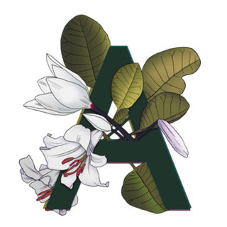 Monograma Floral A