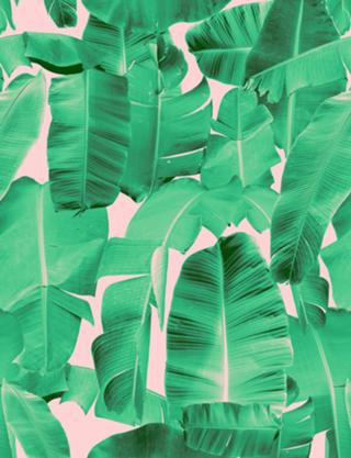 Padrão Tropical II