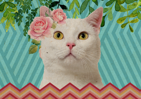 Meu amigo gato 4