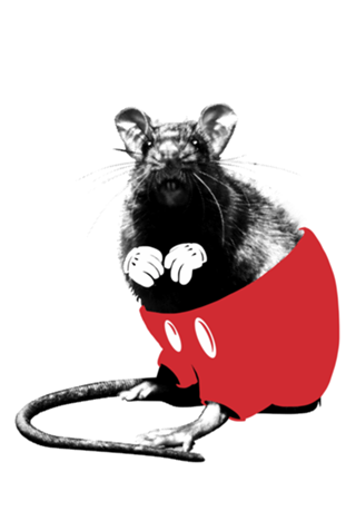 Rattus americanus
