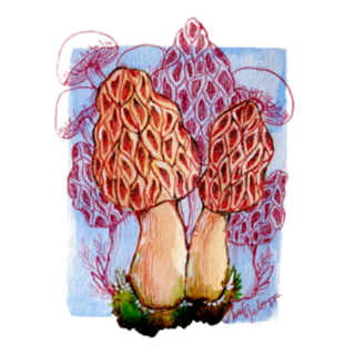 Cogumelo Morel