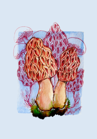 Cogumelo Morel
