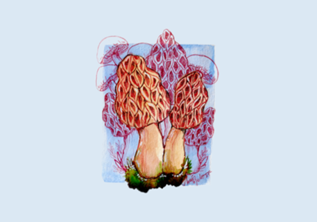 Cogumelo Morel