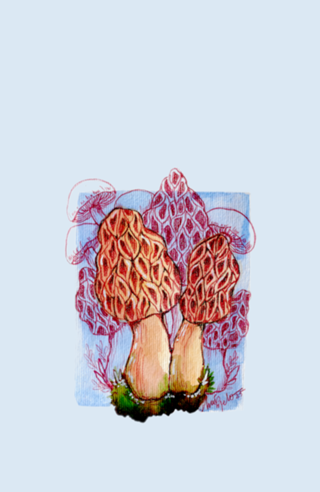 Cogumelo Morel