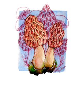 Cogumelo Morel