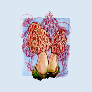 Cogumelo Morel