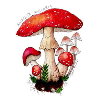 Amanita muscaria mushroom