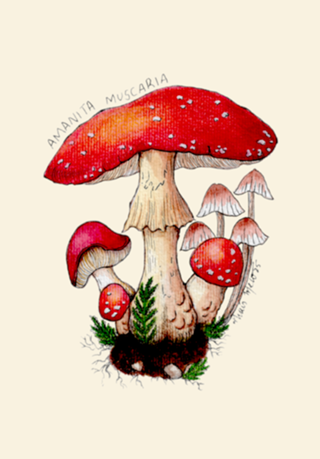 Amanita muscaria mushroom