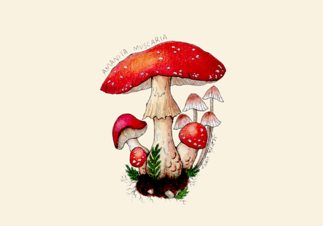 Amanita muscaria mushroom