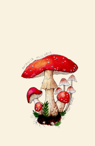 Amanita muscaria mushroom