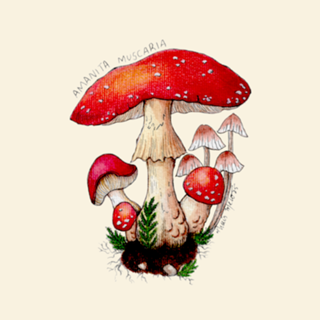 Amanita muscaria mushroom