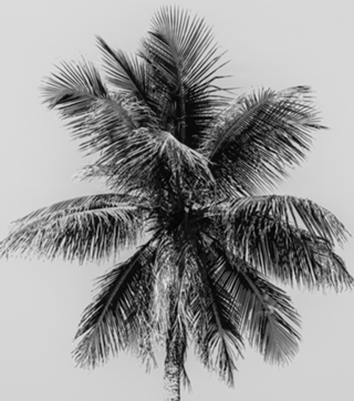 Palmeirinha