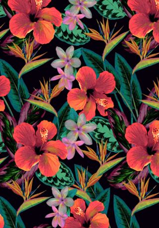 Black Light Birds of Paradise Hibiscus
