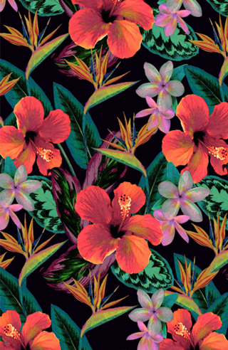 Black Light Birds of Paradise Hibiscus
