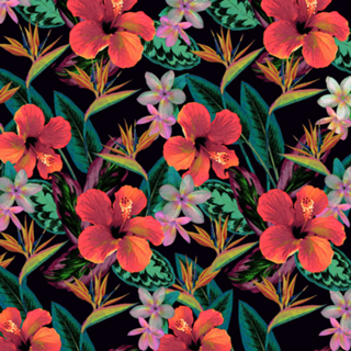 Black Light Birds of Paradise Hibiscus