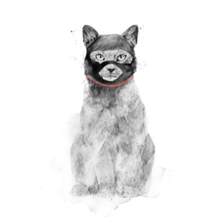 Masked cat