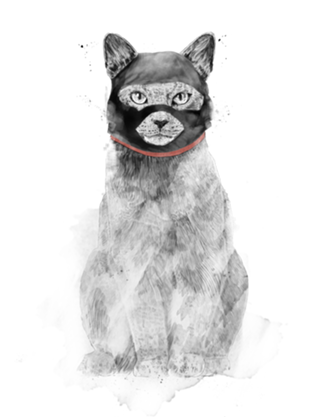 Masked cat