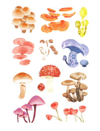 Cogumelos