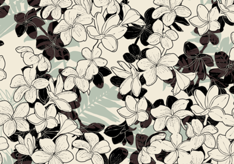 Wild blooming plumeria A