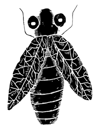 Cigarra