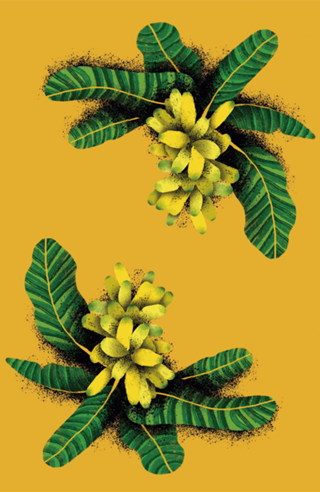 Bananas