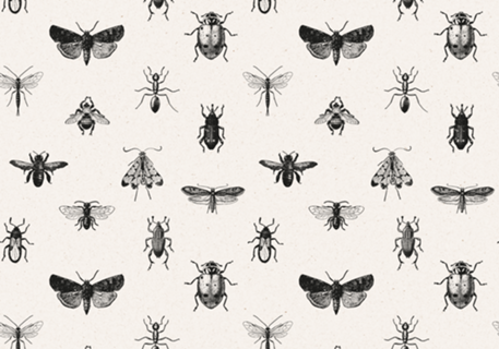 Insecta Ivory