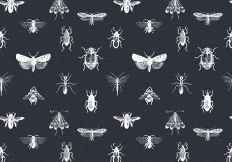 Insecta navy