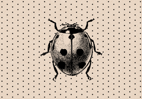 Ladybug