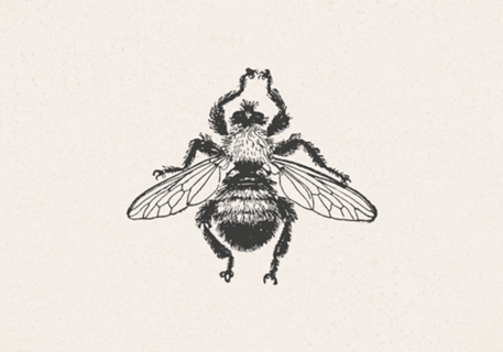 Insecta Ivory abelha