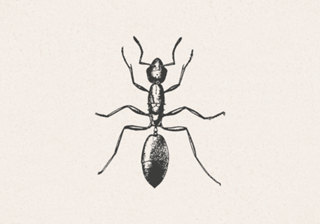 Insecta Ivory formiga