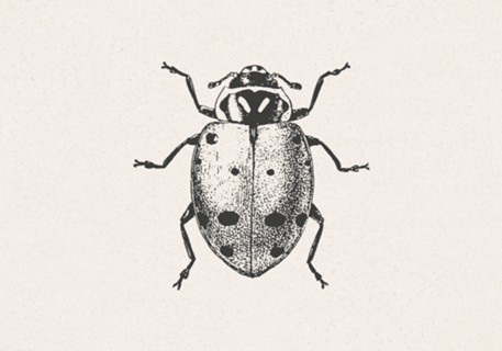 Insecta Ivory joaninha