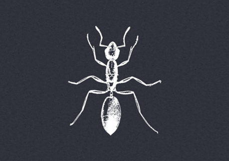 Insecta navy formiga