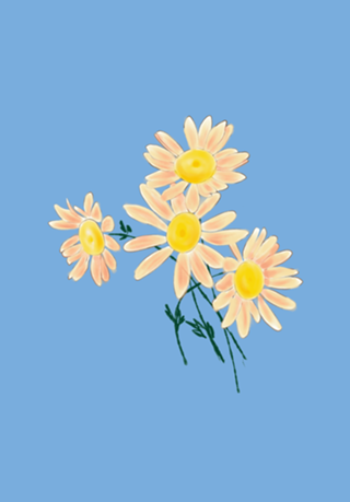 Margaridas