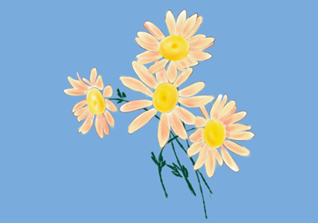Margaridas