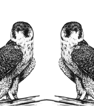 Falcão Peregrino em nanquim
