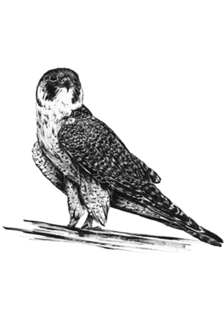 Falcão Peregrino em nanquim