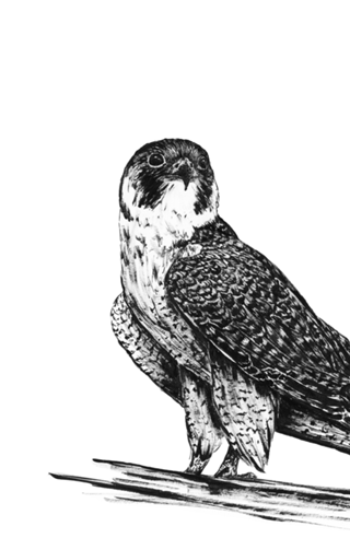 Falcão Peregrino em nanquim