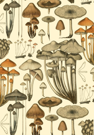 Champignon de la France