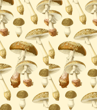 Amanita