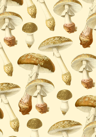 Amanita