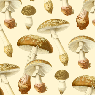 Amanita