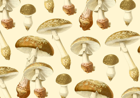 Amanita