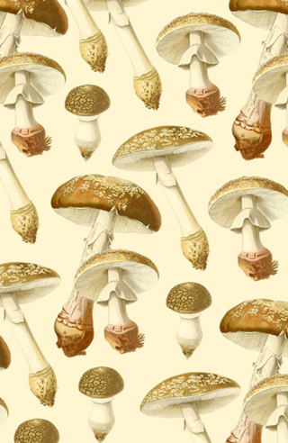 Amanita