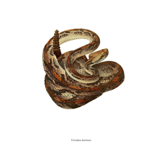 Crotalus durissus