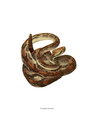 Crotalus durissus